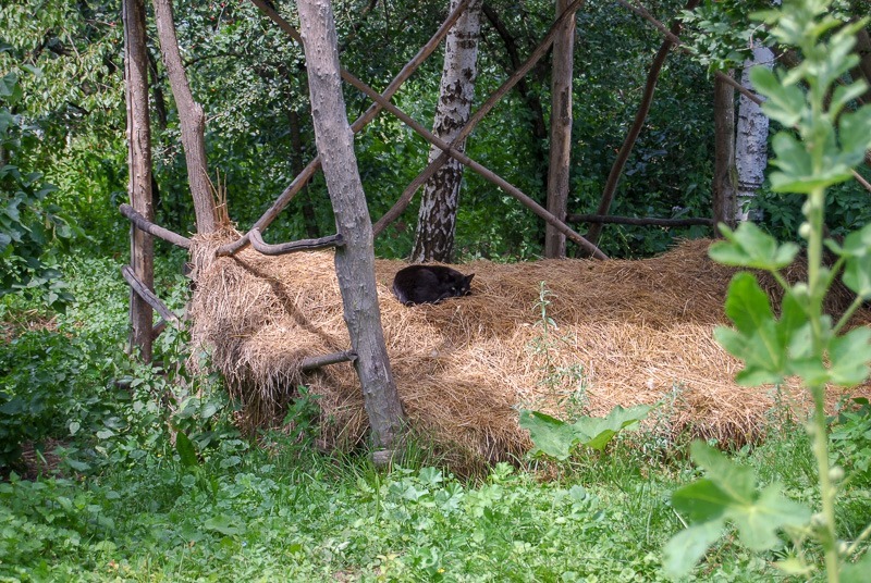 A cat nap in a haystack