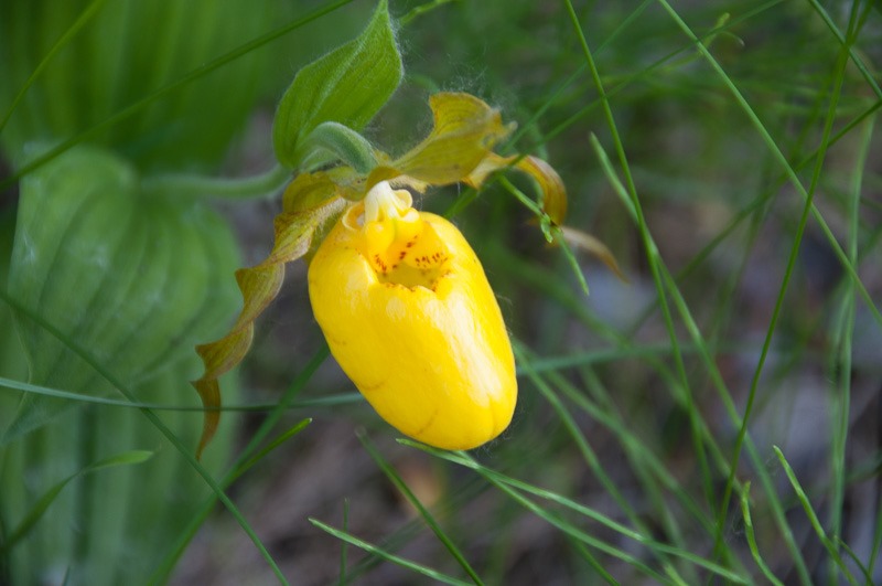 Large Yellow Lady’s Slipper