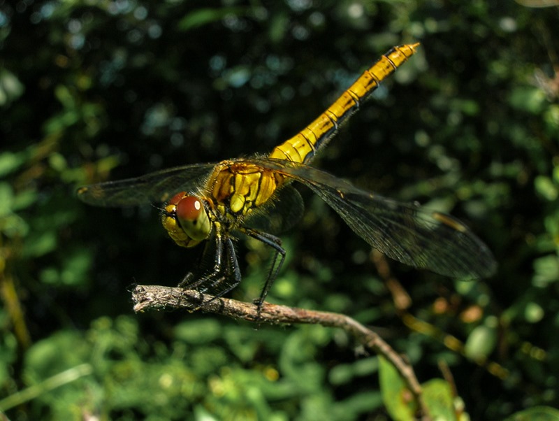 Dragonfly in Ukraine