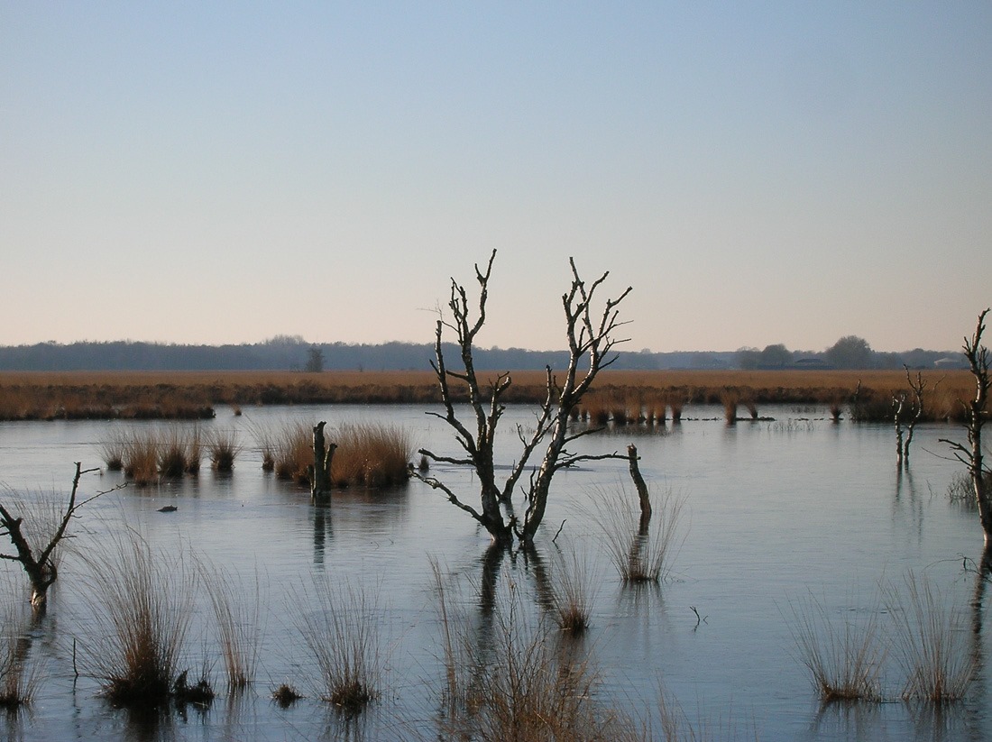 Fochteloer veem, Holland