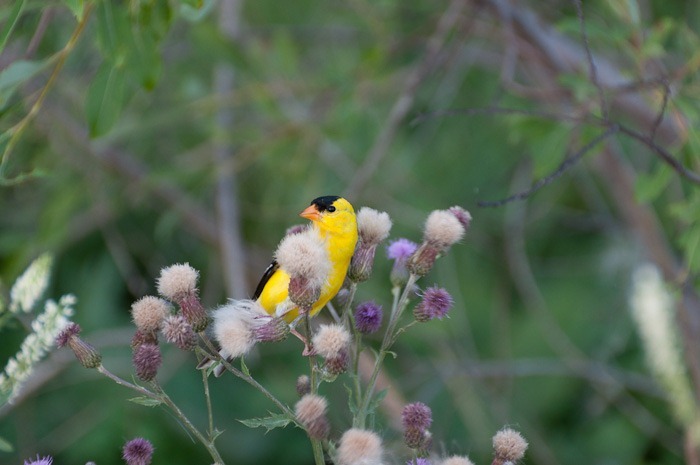 American Goldfinch, male