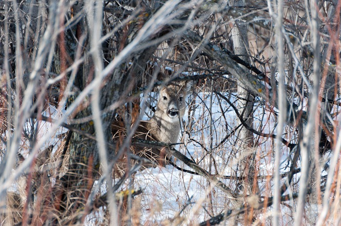 White tailed deer