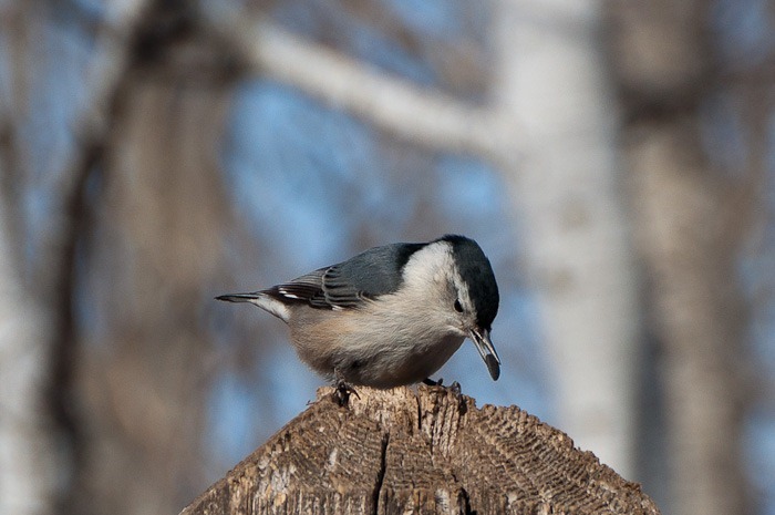 White breasted Nuthatch