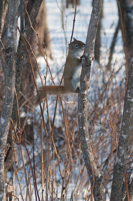 Squirrel, taken at 60mm
