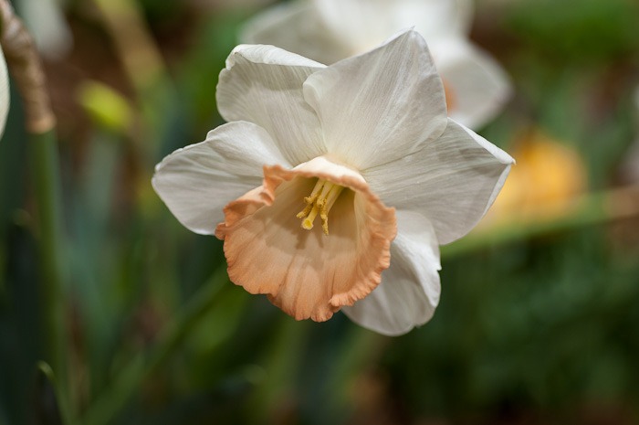 Daffodil or Narcis