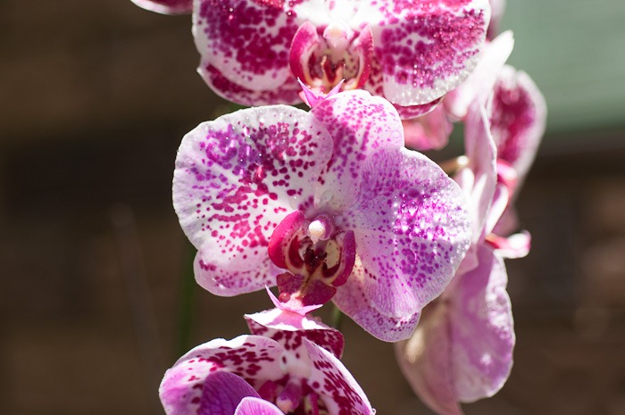 Orchid