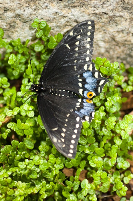 Black Swallowtail