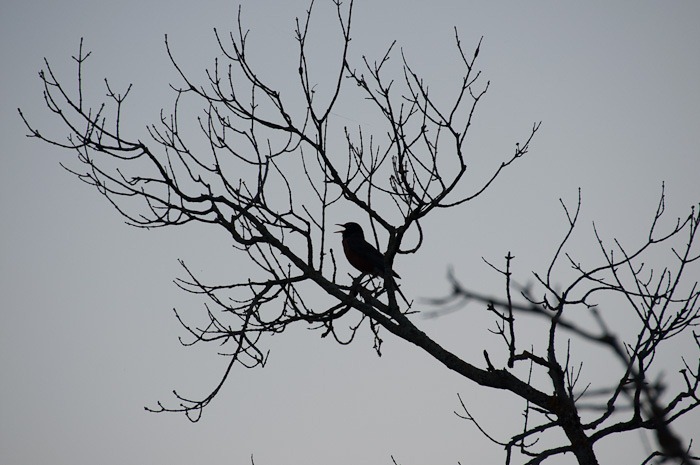 American Robin, singing its heart out