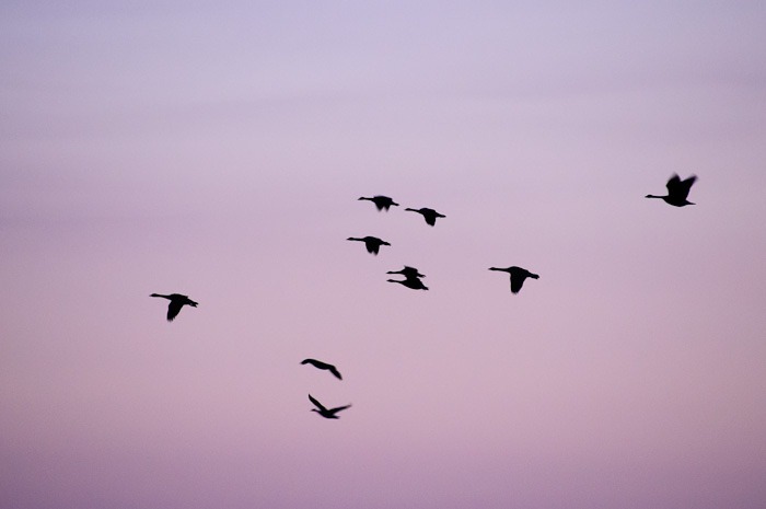 Evening flight