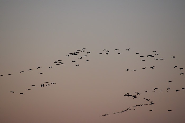 Evening flight