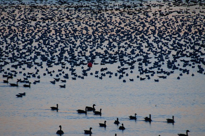 The lake is getting black with geese