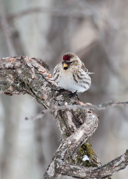 Hoary Redpoll