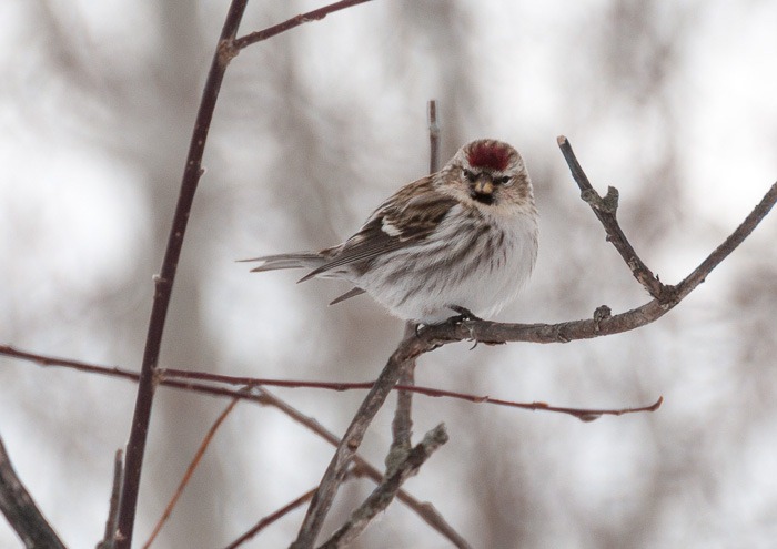 Common Redpoll