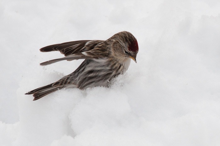 Common Redpoll