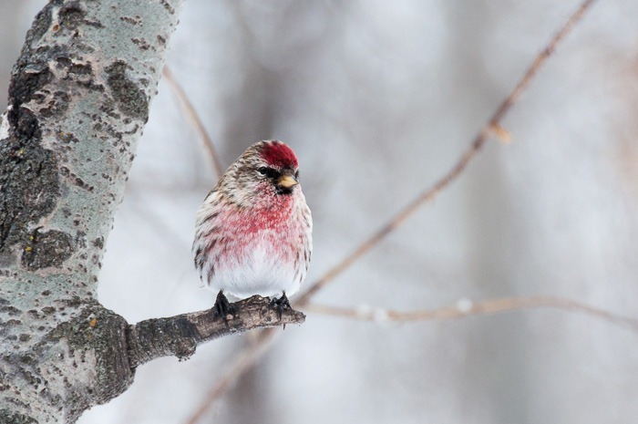 Common Redpoll