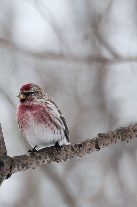 Common Redpoll