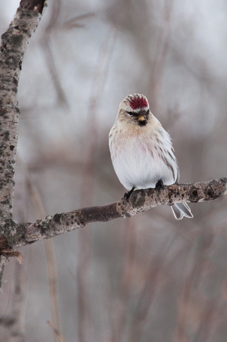 Hoary Redpoll