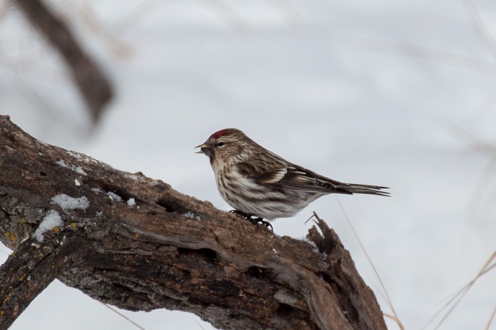 Common Redpoll