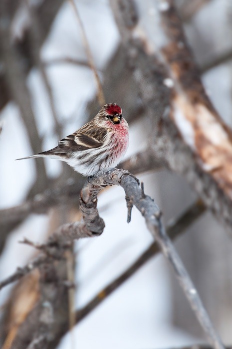 Common Redpoll