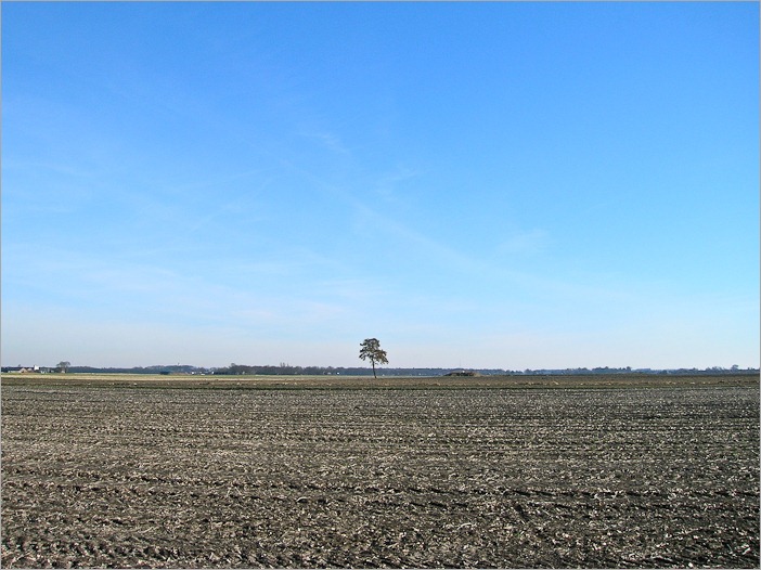 A tree, somewhere in the wide wide world. But where?