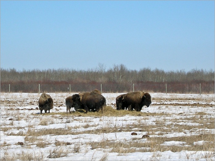 Bison in the “wild” near Winnipeg