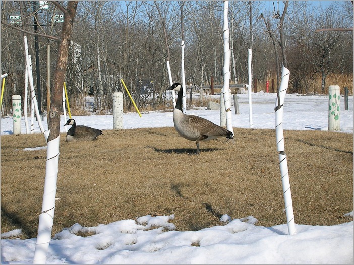 Geese on their return to home