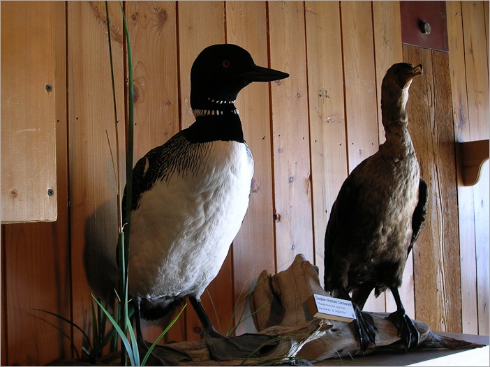 Loons, preserved inside