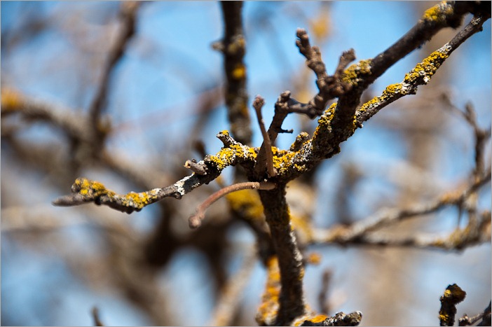 Lichen?