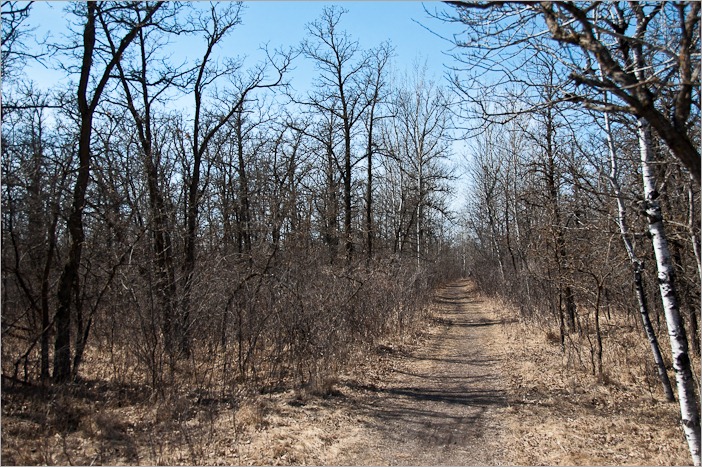 The trails in the Assiniboine Forest