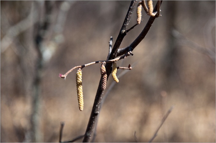 New life is coming with the poplars