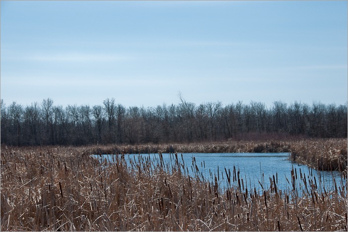  Birds are already finding their places near the pond.