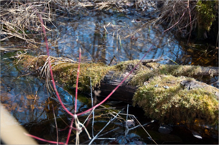 A nice mossy, watery place for the frogs