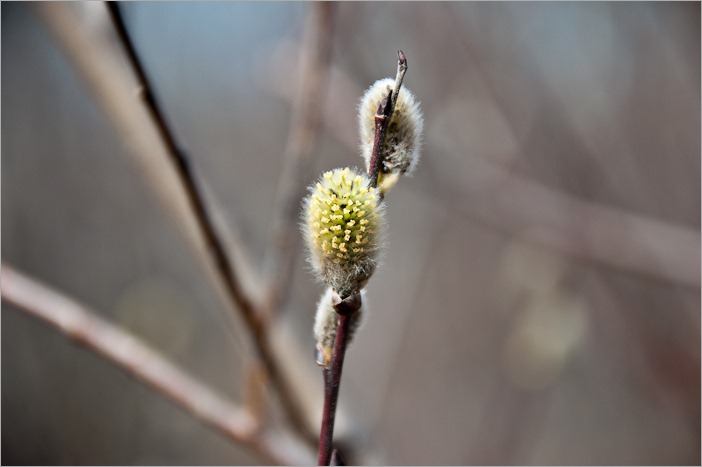 Green, new willow catkins