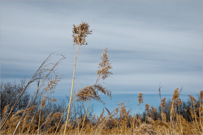 Prairie grasses