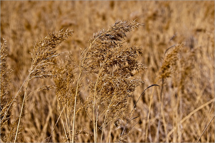  Just grass? No, Prairie Grass