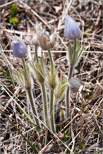 Unknown flowers