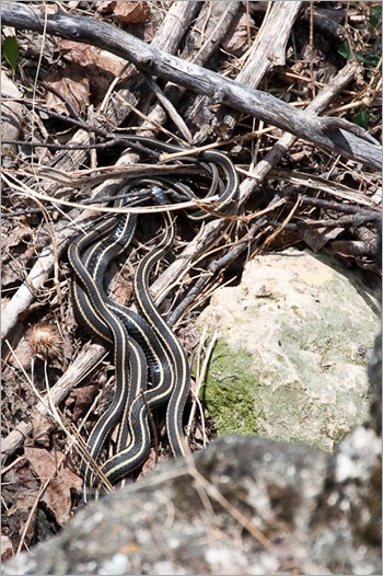 Mating garter snakes