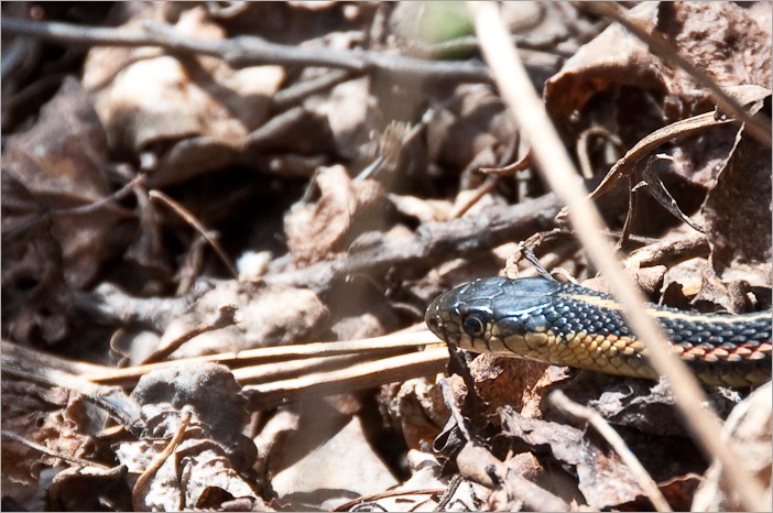 Small male garter snake