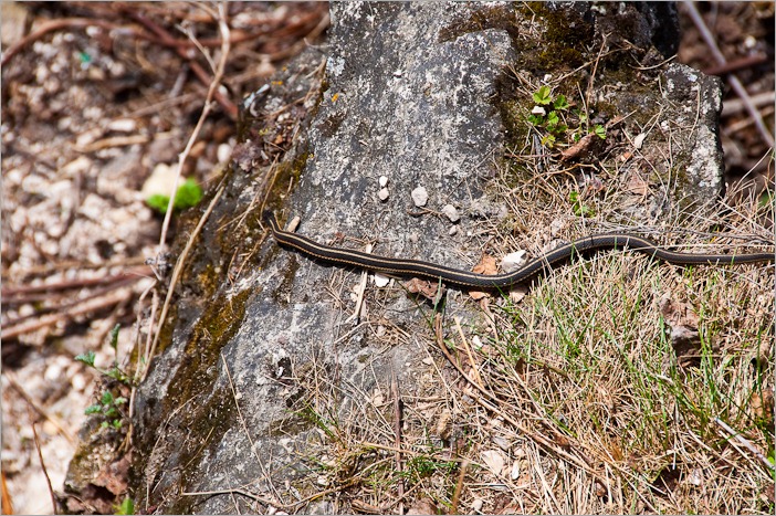 Male garter snake