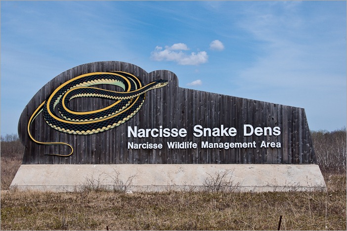 Narcisse Snake Dens