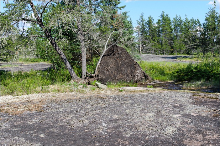 Uprooted tree