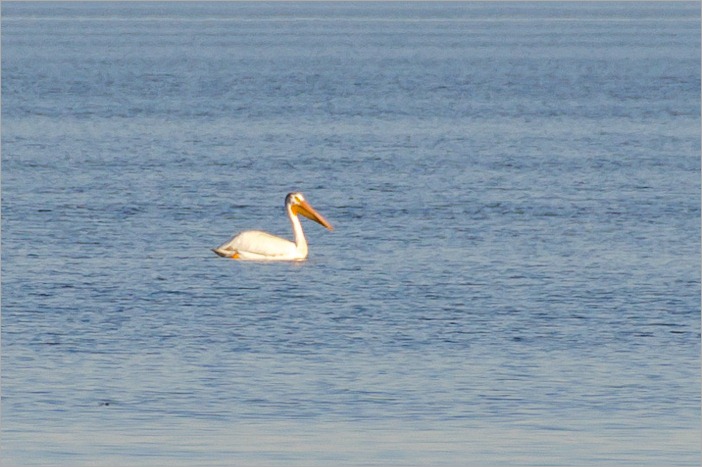 Pelican on Lake Winnipeg