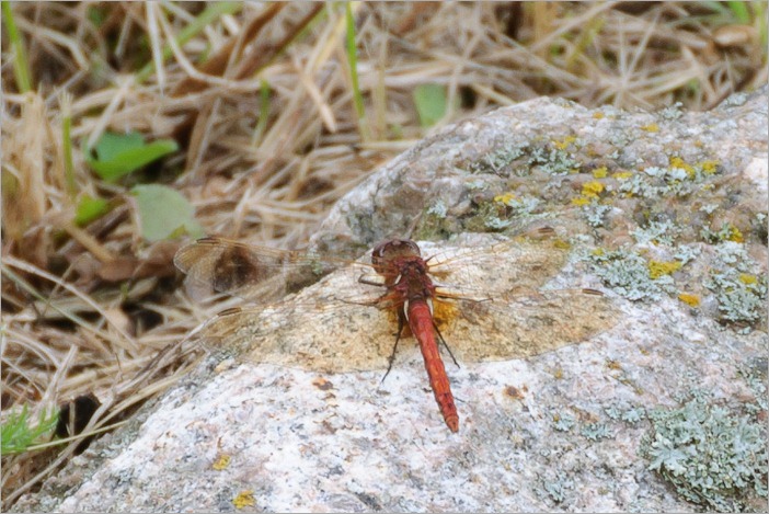 Red coloured variety of dragonflies, this one measures about 7cm, wingspan around 10cm