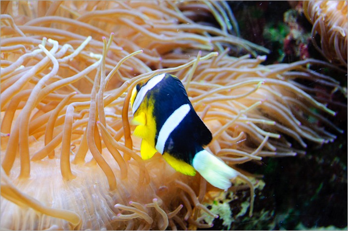 Funny or clown fish?