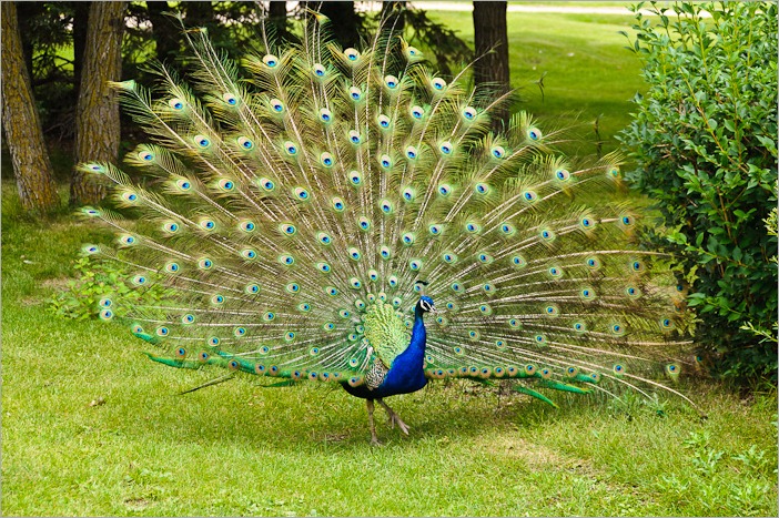 Free running peacock in the zoo