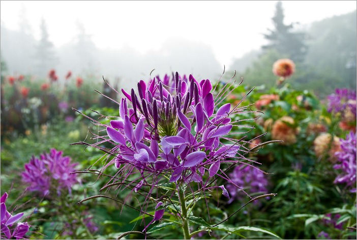 Misty morning