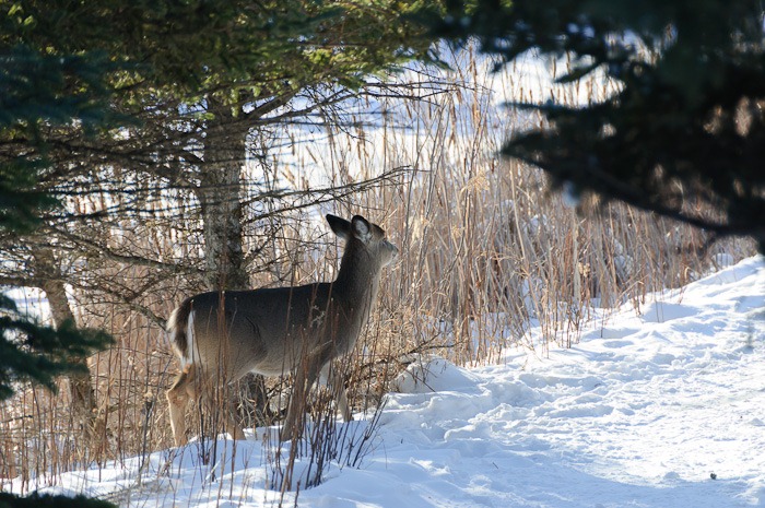 White tailed deer