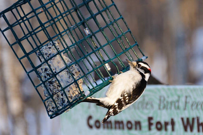 Haired woodpecker