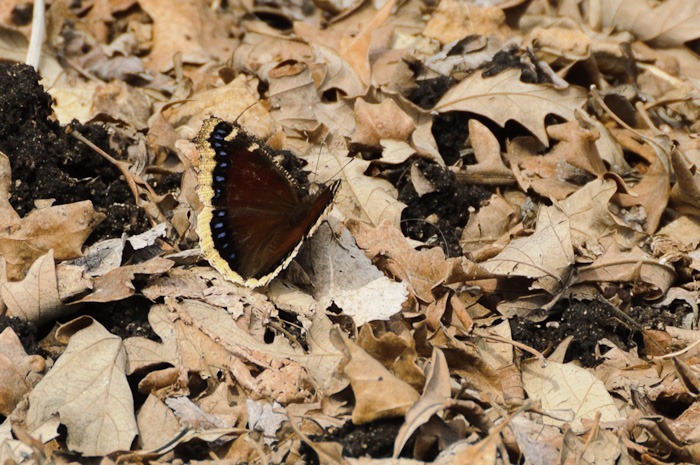 Mourning Cloak