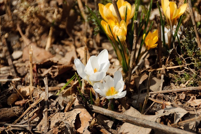 Crocuses